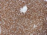 MBNL2 Antibody in Immunohistochemistry (Paraffin) (IHC (P))