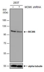 MCM6 Antibody in Western Blot (WB)