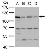 MCM6 Antibody in Western Blot (WB)