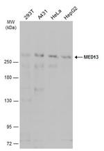 MED13 Polyclonal Antibody