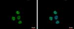 NTMT1 Polyclonal Antibody