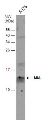 MIA Antibody in Western Blot (WB)