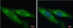 MTO1 Antibody in Immunocytochemistry (ICC/IF)