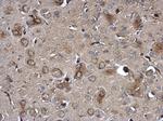 NTE Antibody in Immunohistochemistry (Paraffin) (IHC (P))