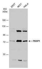 PBXIP1 Antibody in Western Blot (WB)