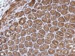 PDZD11 Antibody in Immunohistochemistry (Paraffin) (IHC (P))