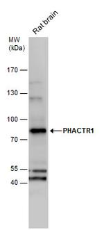 PHACTR1 Antibody in Western Blot (WB)