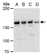 PHF2 Polyclonal Antibody