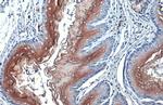PJA2 Antibody in Immunohistochemistry (Paraffin) (IHC (P))