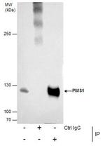 PMS1 Antibody in Immunoprecipitation (IP)