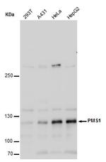 PMS1 Polyclonal Antibody