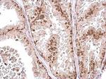 POLR2D Antibody in Immunohistochemistry (Paraffin) (IHC (P))