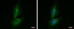 PRR16 Polyclonal Antibody