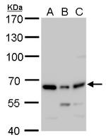 PSPC1 Antibody in Western Blot (WB)