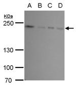 FIP200 Polyclonal Antibody