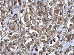 RERG Polyclonal Antibody