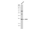 RERG Antibody in Western Blot (WB)