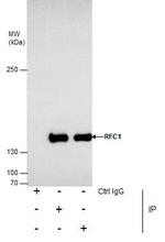 RFC1 Antibody in Immunoprecipitation (IP)