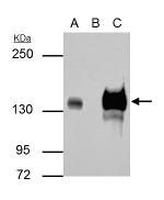 Rubicon Antibody in Immunoprecipitation (IP)