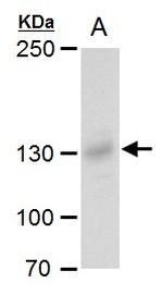 Rubicon Antibody in Western Blot (WB)