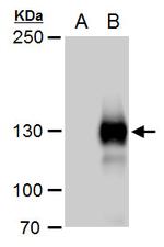 Rubicon Polyclonal Antibody