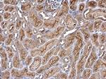 Rwdd1 Polyclonal Antibody