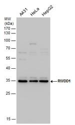 Rwdd1 Antibody in Western Blot (WB)