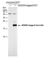 Secretin Polyclonal Antibody