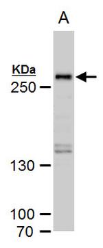 SETD1A Polyclonal Antibody