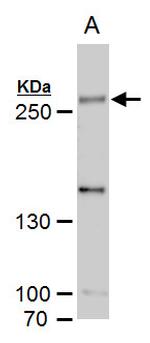 SETD1A Polyclonal Antibody