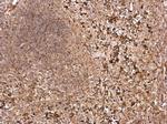 SLC30A6 Antibody in Immunohistochemistry (Paraffin) (IHC (P))