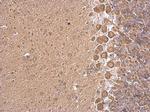 SLC30A6 Antibody in Immunohistochemistry (Paraffin) (IHC (P))