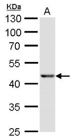 SOX3 Antibody in Western Blot (WB)