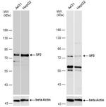 SP2 Antibody in Western Blot (WB)