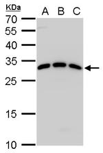 SPIC Antibody in Western Blot (WB)