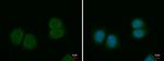 SPINK1 Antibody in Immunocytochemistry (ICC/IF)