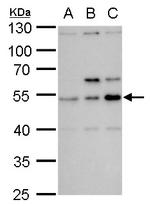 SS18 Polyclonal Antibody