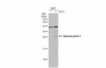 STC1 Antibody in Western Blot (WB)