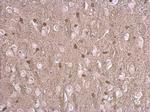 STRC Antibody in Immunohistochemistry (Paraffin) (IHC (P))