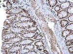 ZFP82 Antibody in Immunohistochemistry (Paraffin) (IHC (P))