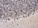ZFP82 Antibody in Immunohistochemistry (Paraffin) (IHC (P))