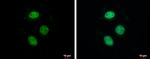ZNF599 Polyclonal Antibody