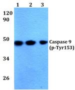 Phospho-Caspase 9 (Tyr153) Antibody in Western Blot (WB)