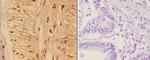 Phospho-AHR (Ser36) Antibody in Immunohistochemistry (Paraffin) (IHC (P))