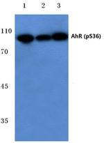 Phospho-AHR (Ser36) Antibody in Western Blot (WB)