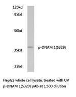Phospho-CD226 (Ser329) Polyclonal Antibody