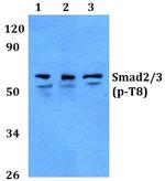 Phospho-SMAD2/SMAD3 (Thr8) Antibody in Western Blot (WB)