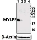 MYLPF Polyclonal Antibody