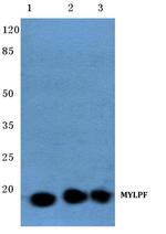 MYLPF Antibody in Western Blot (WB)