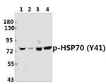 Phospho-HSP70 (Tyr41) Polyclonal Antibody
